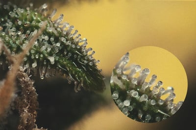 Cannabis trichomes under the electron microscope- Alchimia Grow Shop
