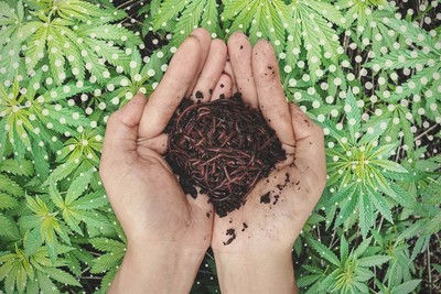 Is Bokashi A Good Source Of Nutrients For Cannabis Plants? - RQS Blog