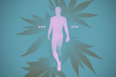 Anandamide: The Human Body's Own THC - WeedSeedShop