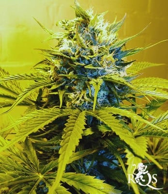 Royal Cheese (Fast Flowering)