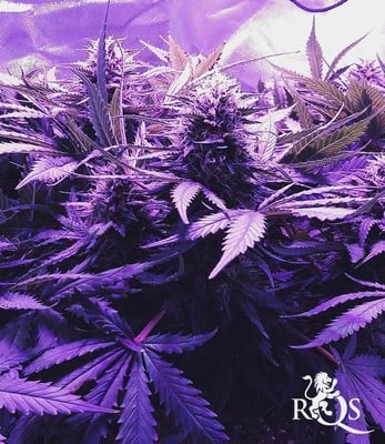 Royal Cheese (Fast Flowering)