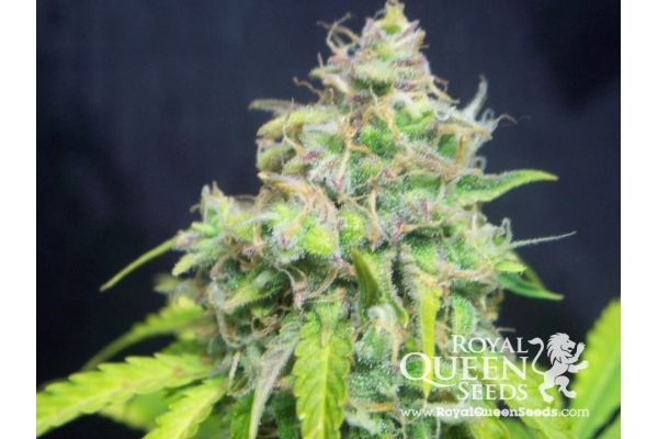 Royal Creamatic Royal Creamatic