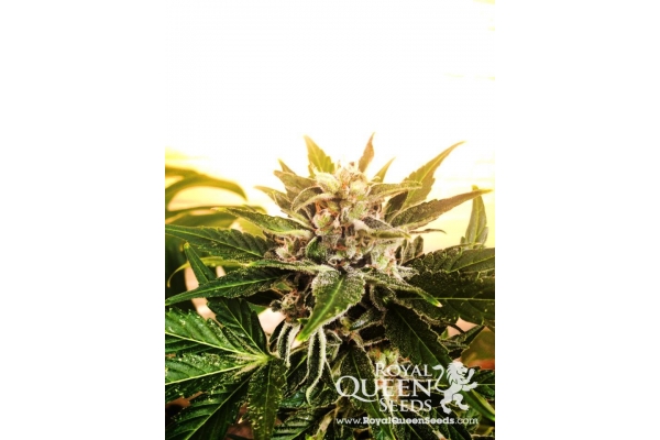 Royal Creamatic Royal Creamatic