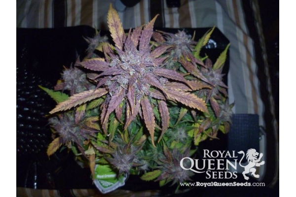 Royal Creamatic Royal Creamatic