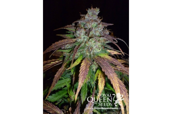 Royal Creamatic Royal Creamatic