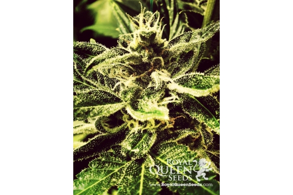 Royal Creamatic Royal Creamatic