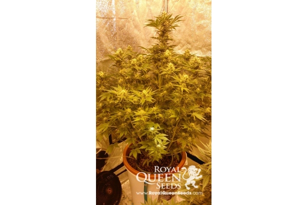 Royal Creamatic Royal Creamatic