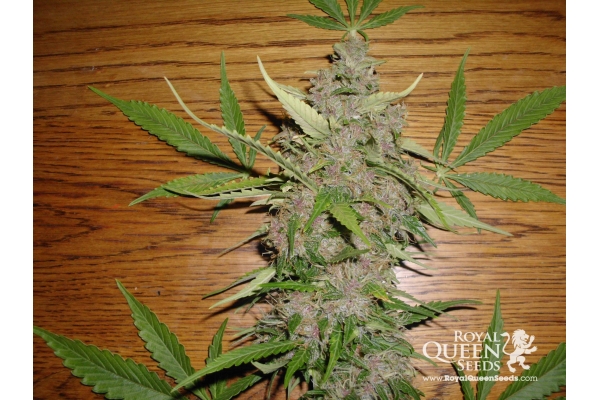 Royal Creamatic Royal Creamatic