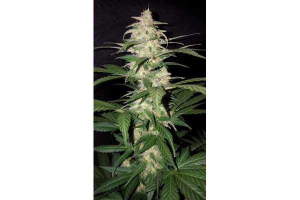 Royal Creamatic Royal Creamatic