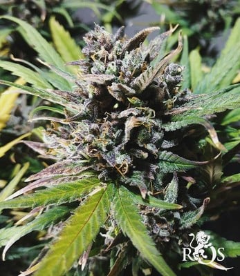 Royal Jack Auto