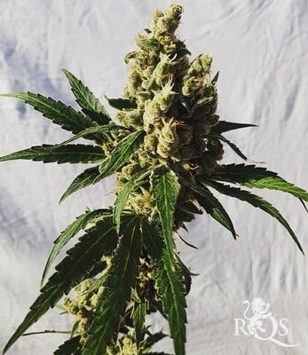 Mother Gorilla (Formerly Royal Madre)