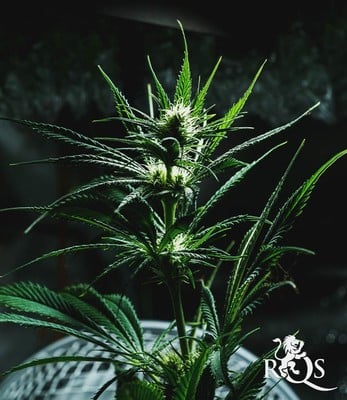 Mother Gorilla (Formerly Royal Madre)