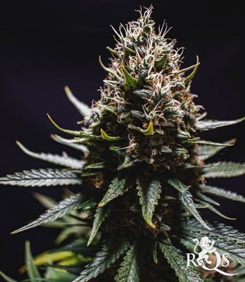 Lemon Shining Silver Haze