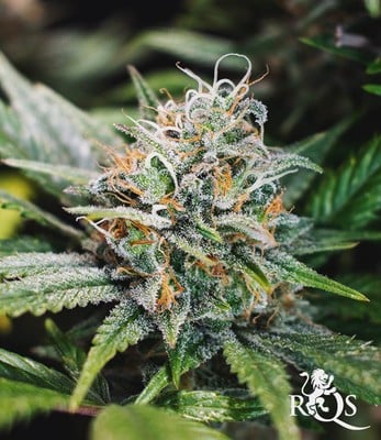 Lemon Shining Silver Haze