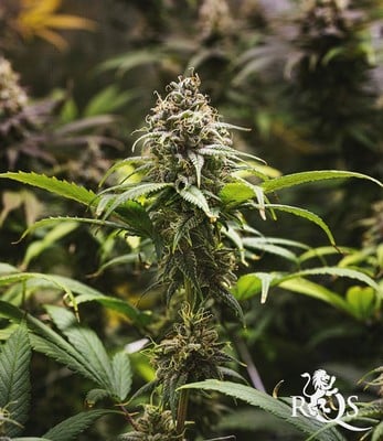 Chocolate Haze