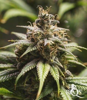 Chocolate Haze