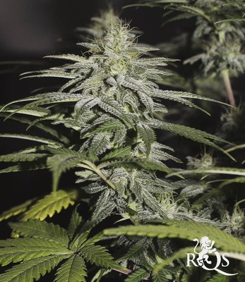 Chocolate Haze
