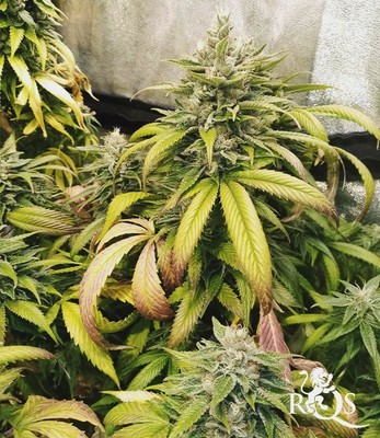 HulkBerry