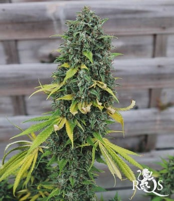 HulkBerry