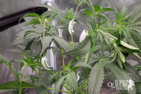 LST Plant Training Clips