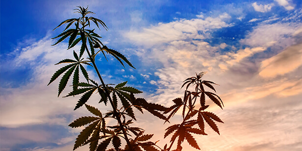 Top Strains for Warmer Climates