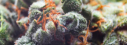 Strain: Royal Cheese Fast Flowering