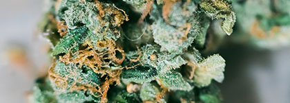 Strain: Royal Highness