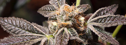 Strain Family: Cookies