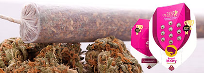 Royal Moby Smoke Report