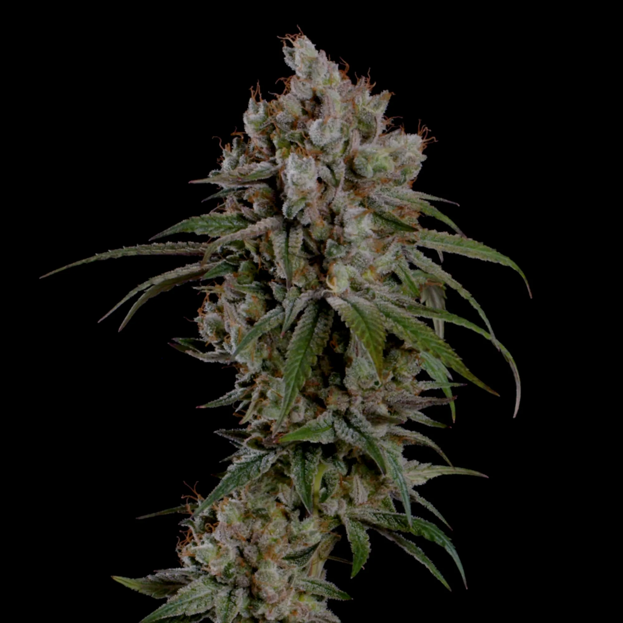 Buy Tangie Feminized Cannabis Seeds - Royal Queen Seeds USA