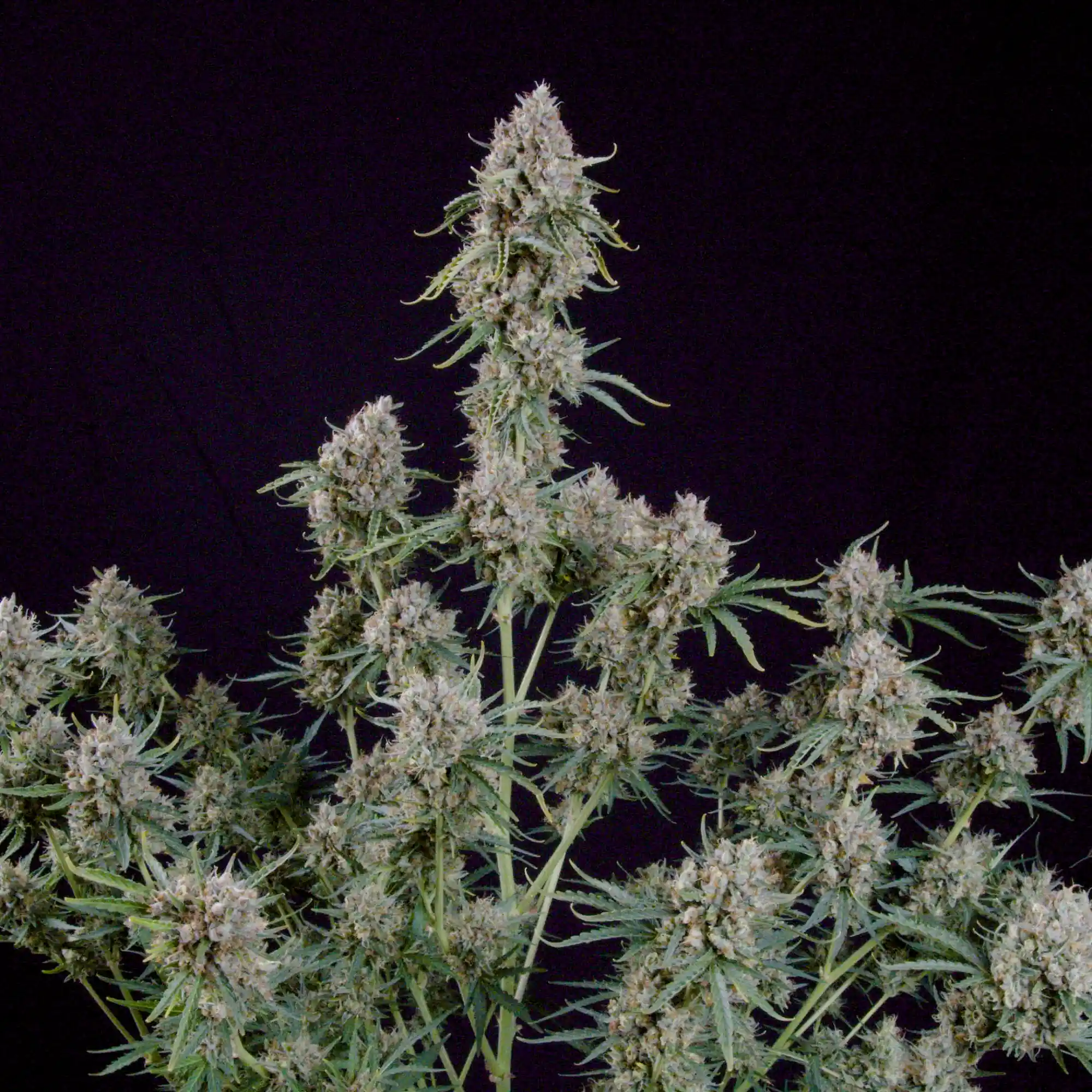 Buy White Widow Auto Cannabis Seeds - Royal Queen Seeds