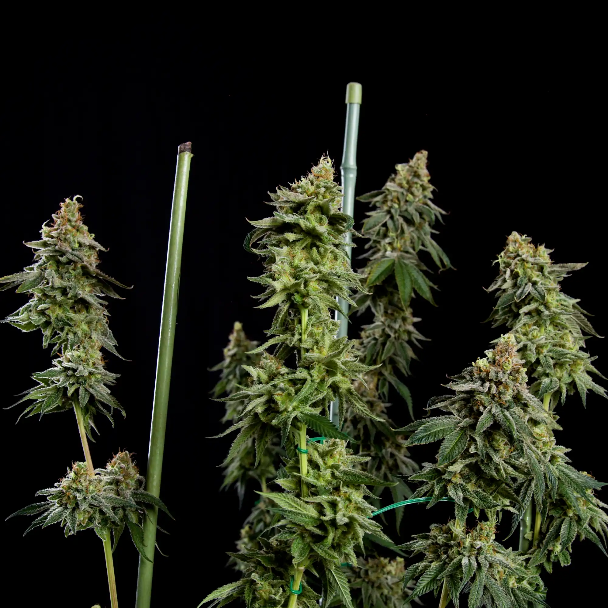 Buy Medical Mass CBD Cannabis Seeds - Royal Queen Seeds