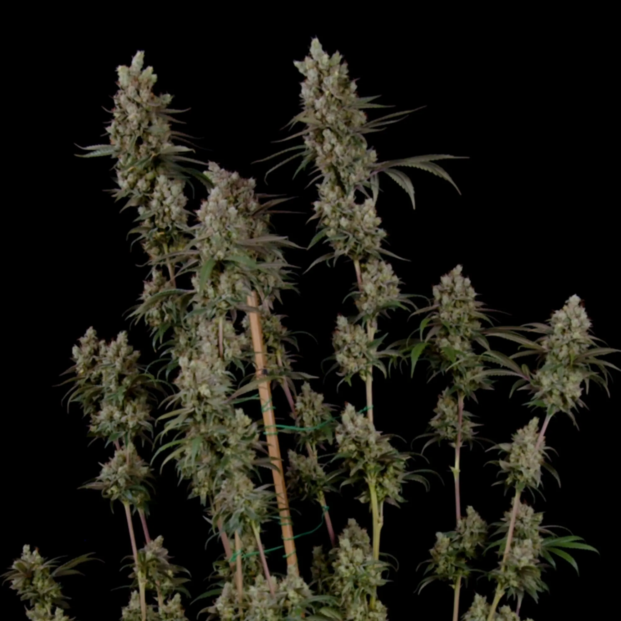 Buy Tangie Feminized Cannabis Seeds - Royal Queen Seeds USA