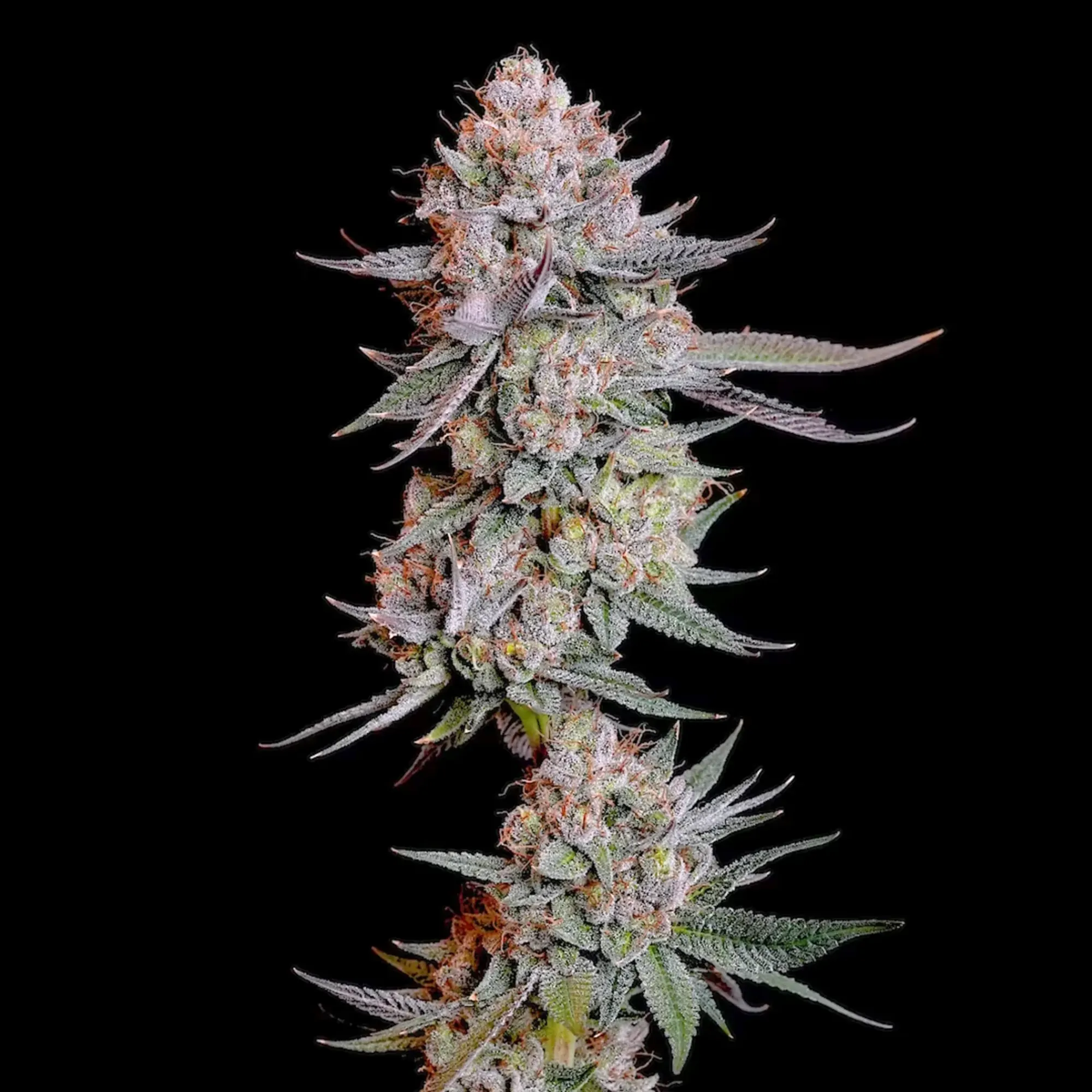Buy CBD Vape Pen From RQS - Royal Queen Seeds Buy CBD Vape Pen From RQS - Royal Queen Seeds