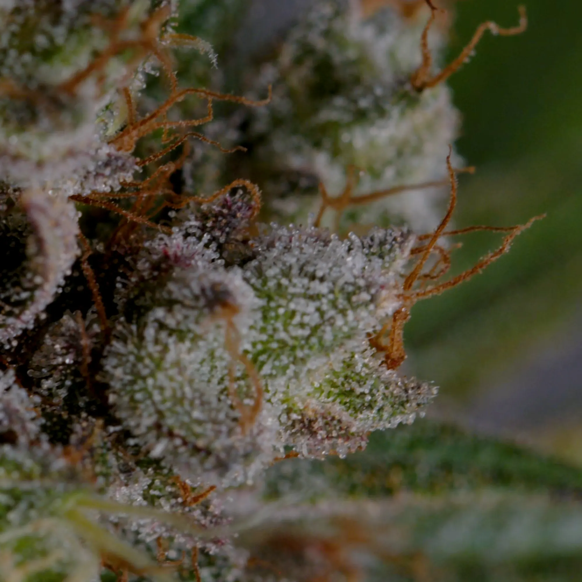 Buy Tangie Feminized Cannabis Seeds - Royal Queen Seeds UK