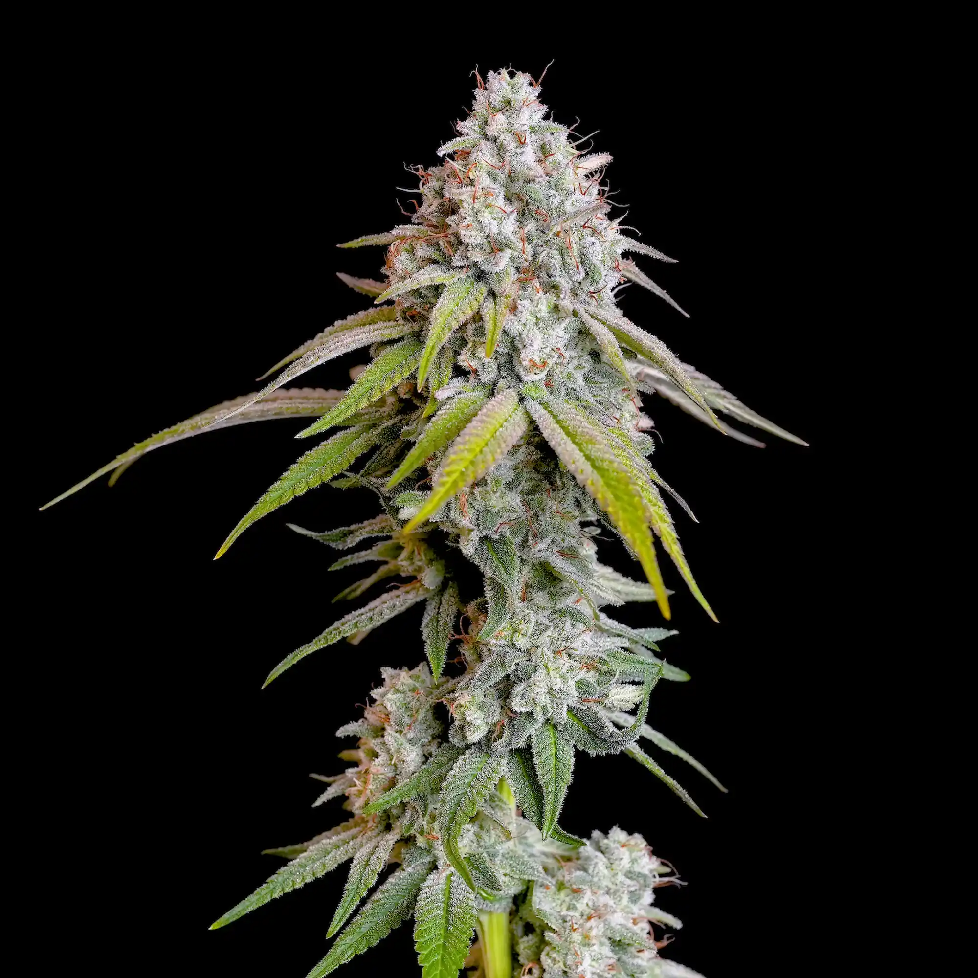 pepper black plant Black Prince Pepper Seeds by Pepper Joe's