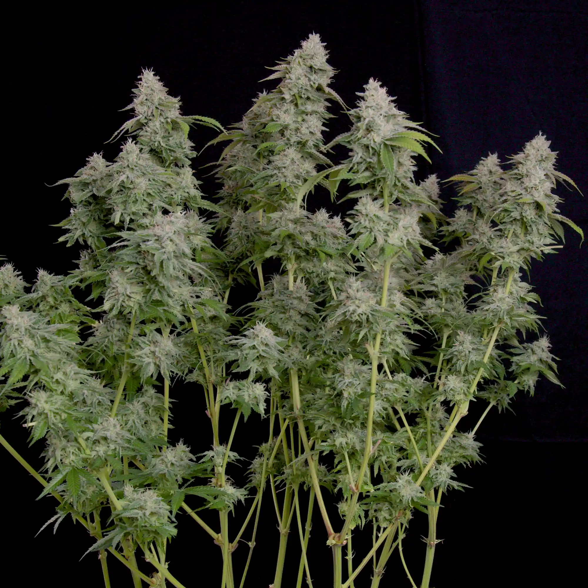 Buy Cereal Milk Feminized Cannabis Seeds - Royal Queen Seeds USA