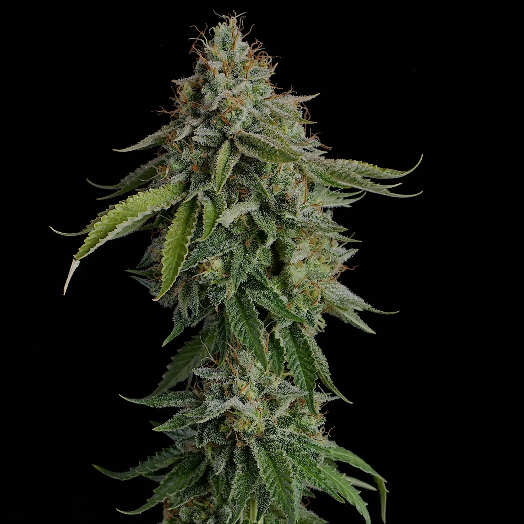 Get Do-Si-Dos Feminized Cannabis Seeds - Royal Queen Seeds USA