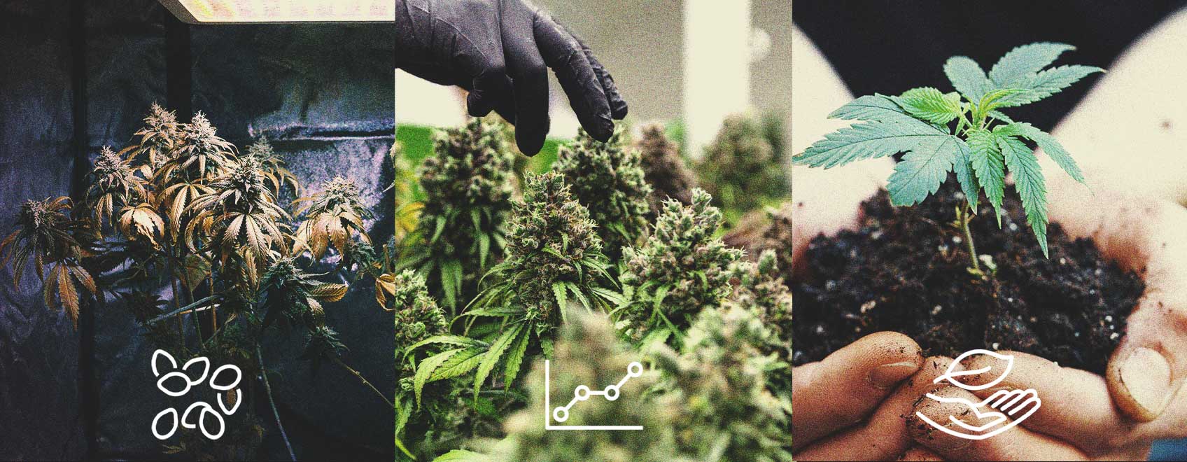 Pros and Cons of Growing Multiple Strains Together Pros and Cons of Growing Multiple Strains Together