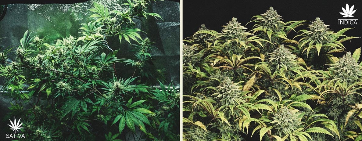 cannabis plant cannabis plant