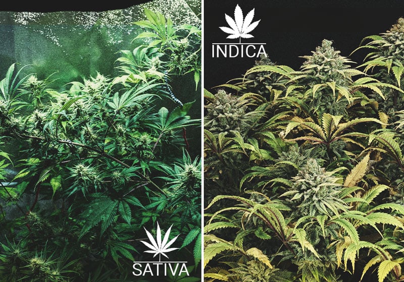 Cannabis indica sativa Cannabis indica sativa
