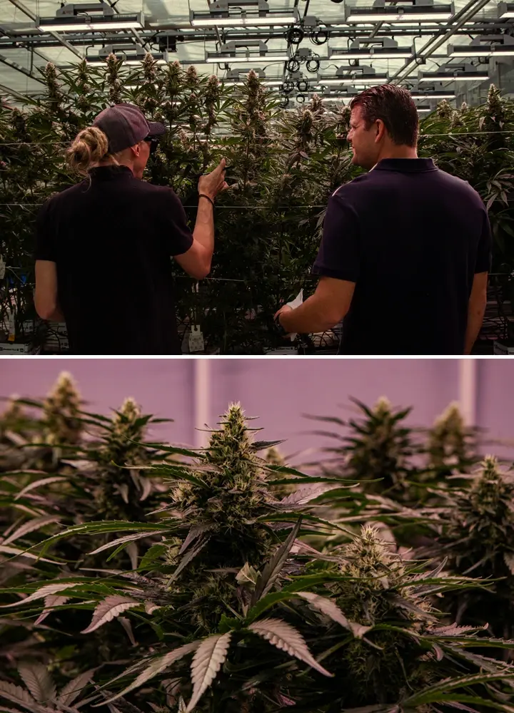 Cannabis plants growing in a professional cultivation facility, showing vigorous structure and dense flowering under controlled conditions.