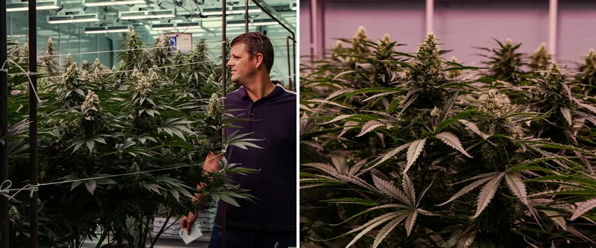 Flowering cannabis plants being evaluated in a professional greenhouse trial, showing vigorous growth and dense bud development.