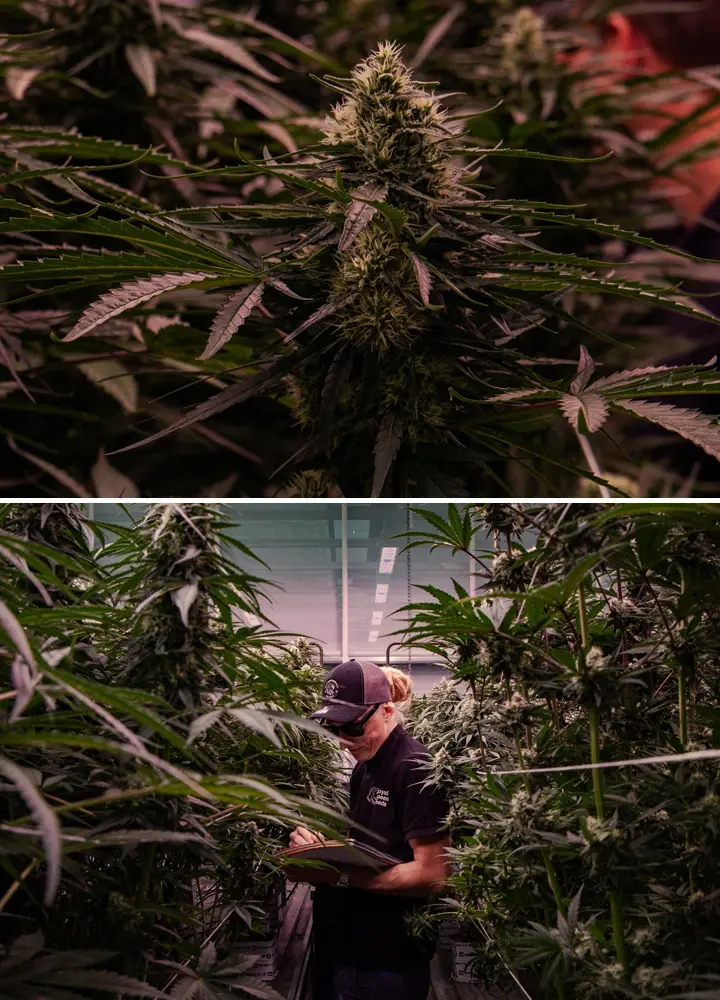 Flowering cannabis plants being assessed in a professional greenhouse trial, highlighting dense bud formation and controlled cultivation conditions.