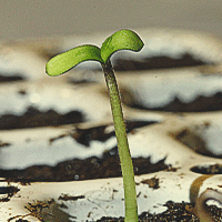 The image depicts a healthy 1-week-old seedling in the vegetative phase of growth, showcasing its short stem and two rounded cotyledons. The seedling is preparing to produce true leaves and develop fan leaves, essential for photosynthesis. This stage marks the beginning of explosive growth as the plant matures and expands its root system.