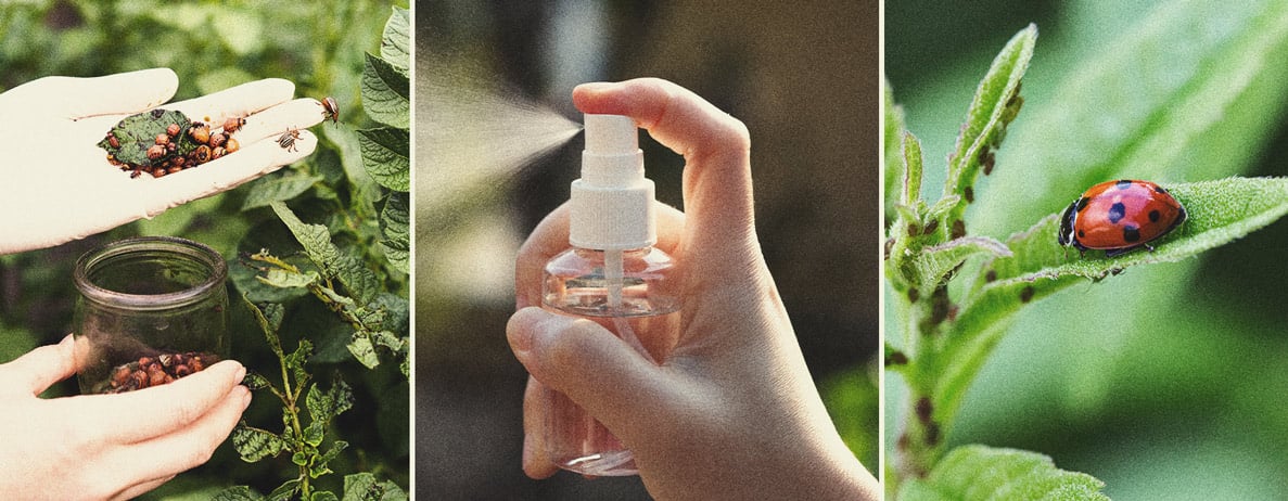 Pesticide Alternatives for Growing Cannabis