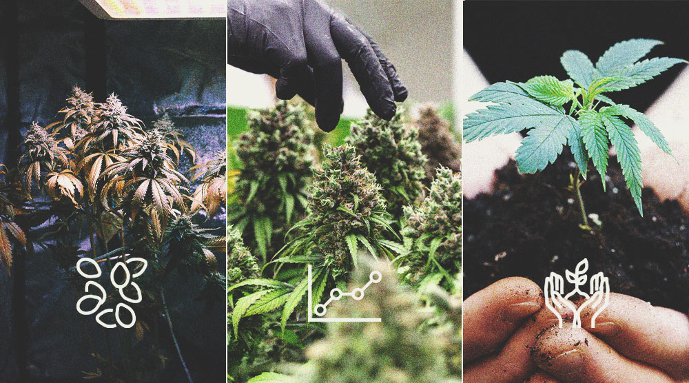 Pros and Cons of Growing Multiple Strains Together Pros and Cons of Growing Multiple Strains Together