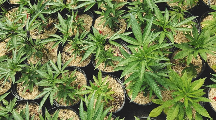 Best Ways To Use Male Cannabis Plants
