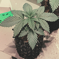 The image depicts a thriving 4-week-old cannabis seedling in the vegetative phase, showcasing a robust main stem and an abundance of healthy, lush green fan leaves. The plant demonstrates significant growth, with well-developed true leaves that facilitate photosynthesis, indicating its continued maturation and preparation for the upcoming flowering stage. The seedling's overall health and vitality reflect its successful progression through this critical phase of growth.
