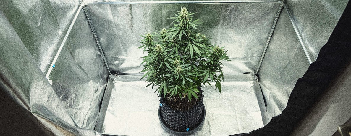 Learn How To Grow Autoflowers: Week-By-Week Guide